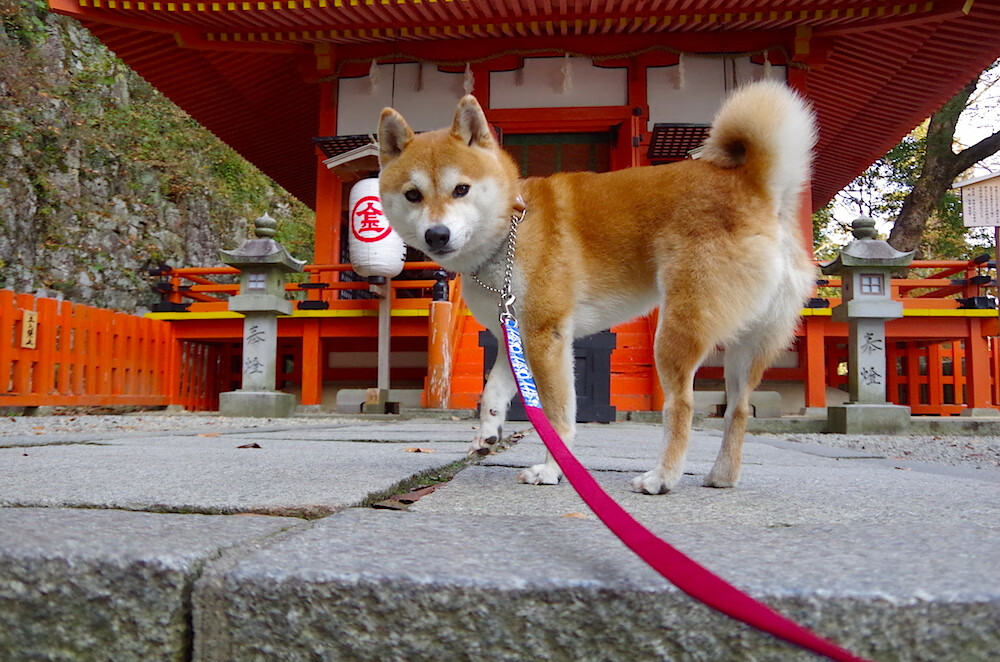 爱游戏入口-碾压与点燃，当雷诺的战术铁蹄踏碎红牛，皮亚斯特里以星辰之焰重燃赛场