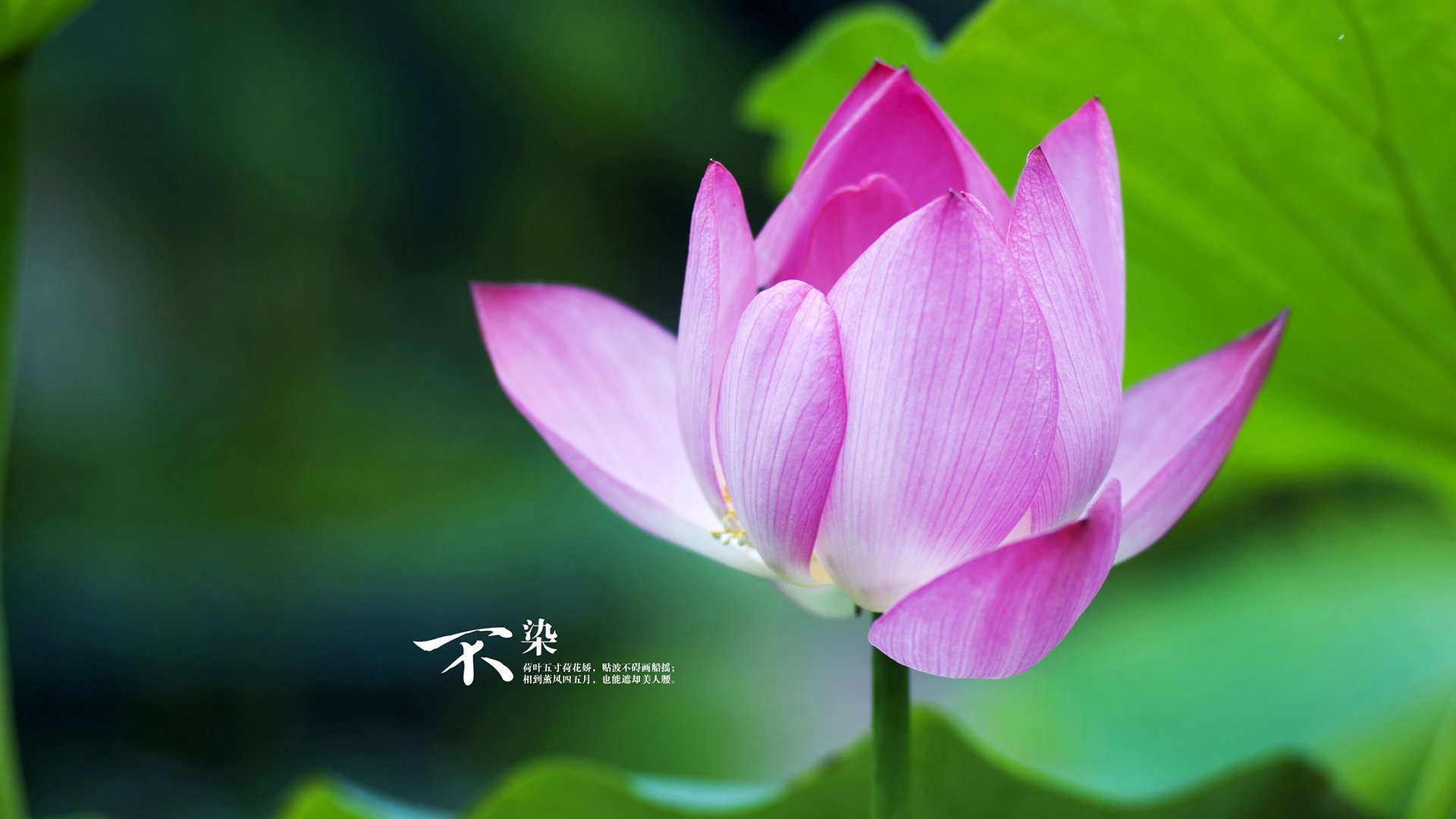 爱游戏tv-银色风暴的绝对统治，维斯塔潘在迈凯伦横扫法拉利中的完美诠释