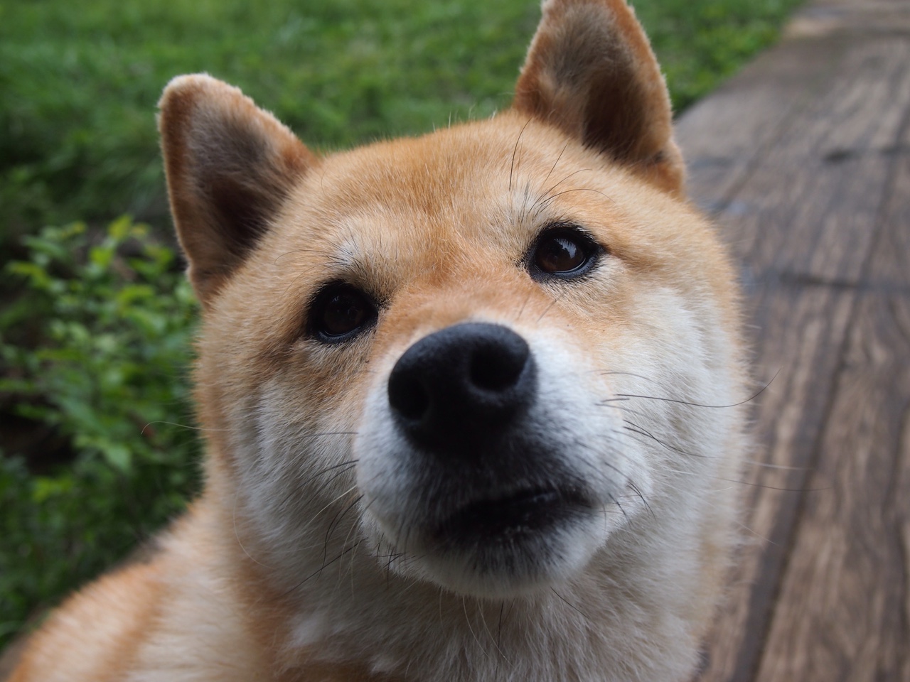 爱游戏体育-逆风三连斩！莫兰特关键先生本色，爵士惊涛骇浪中险胜独行侠