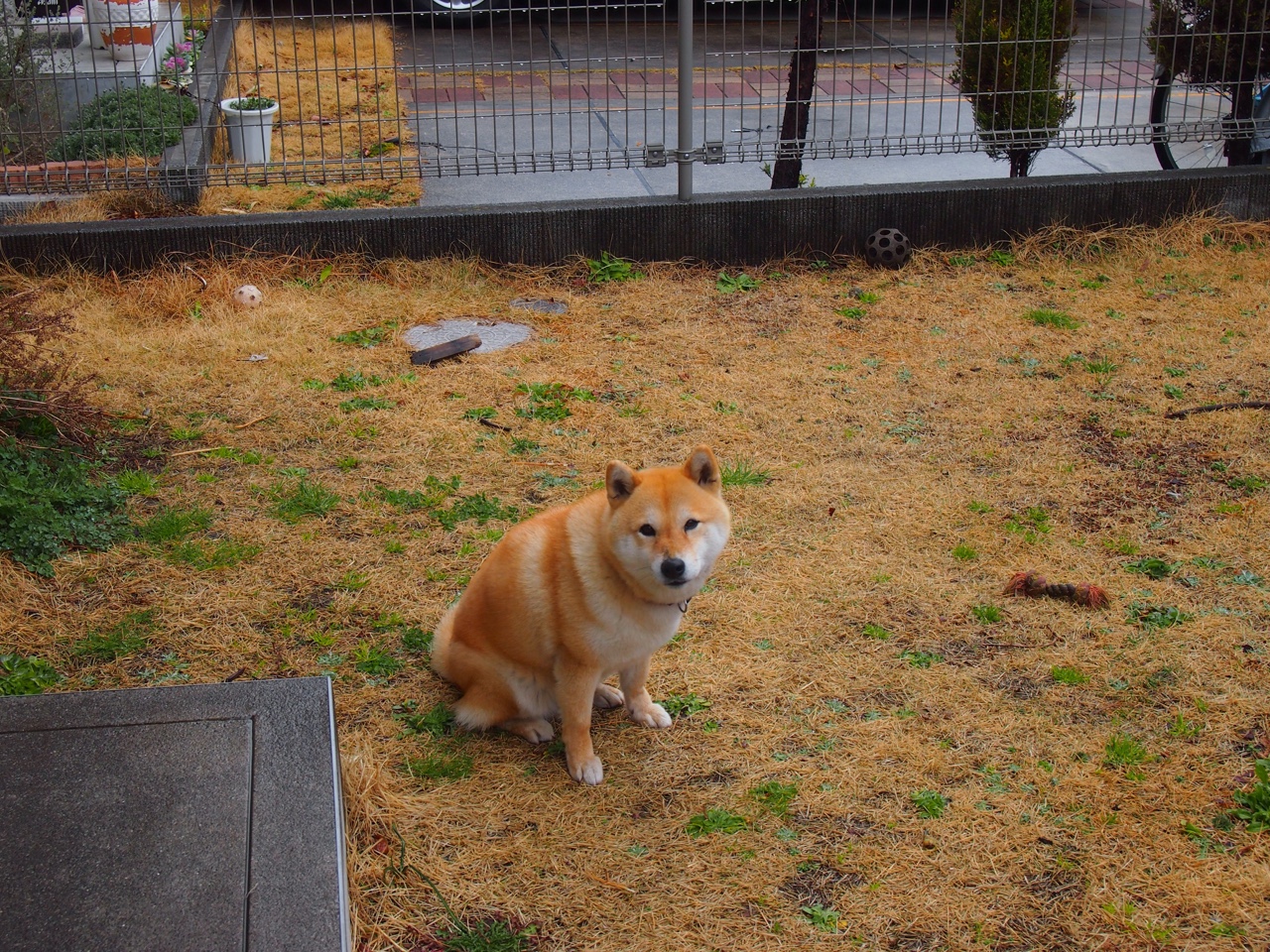 永恒之蓝的跨洲裁决，萨卡一记圆月弯刀，如何将澳洲足球钉上历史的叹息之墙