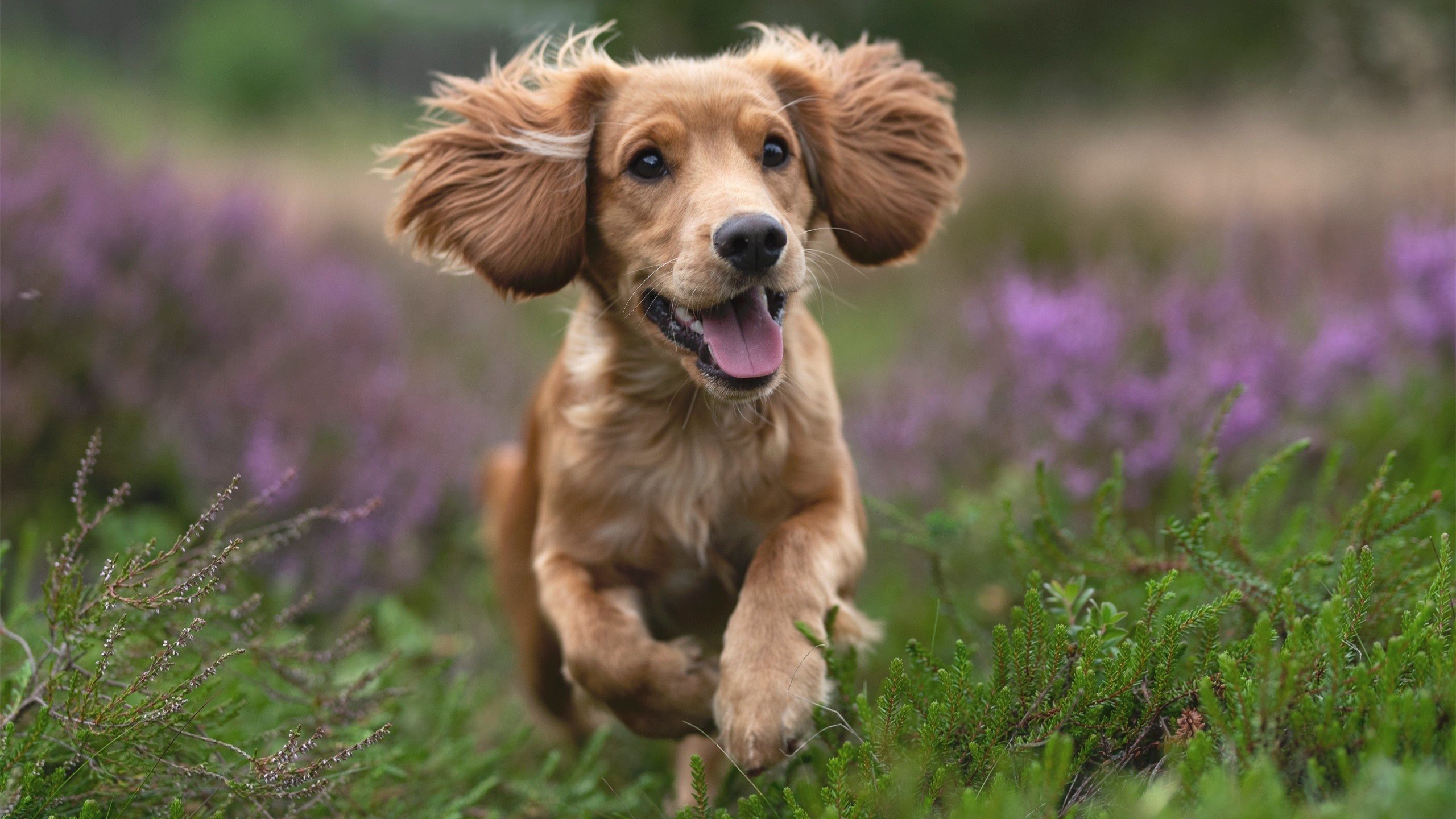 绿茵场外的角球，当哥伦比亚的强行终结成为全球博弈的隐喻