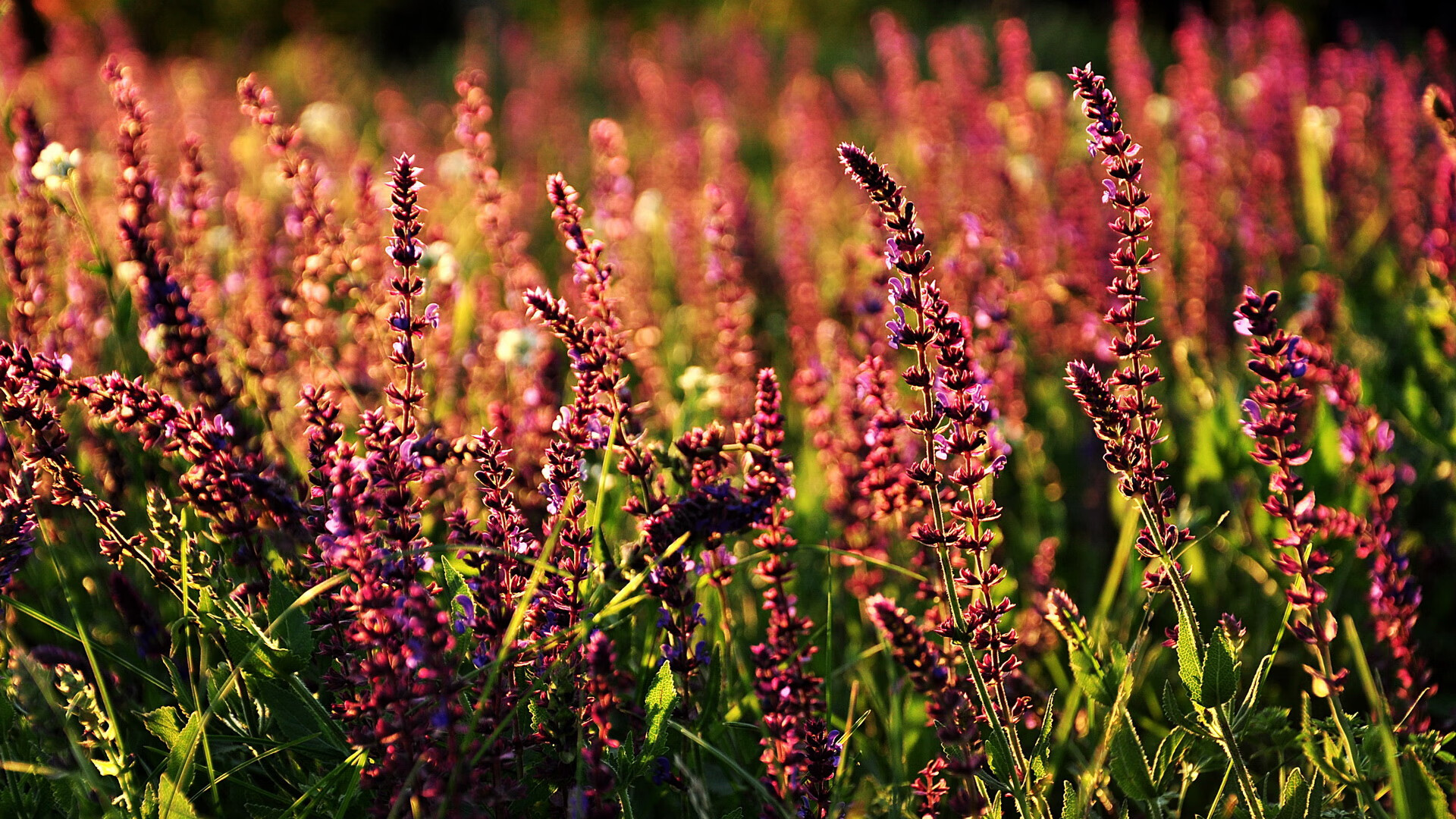 绿茵恩怨，当迈阿密烈焰在世界杯赛场踏平金州幻影