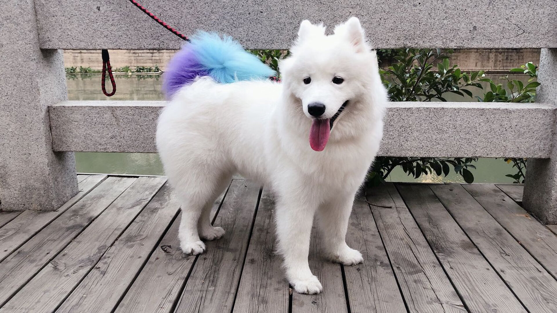 铁壁与手术刀,当活塞的窒息防守遇上哈利伯顿的致命拆解