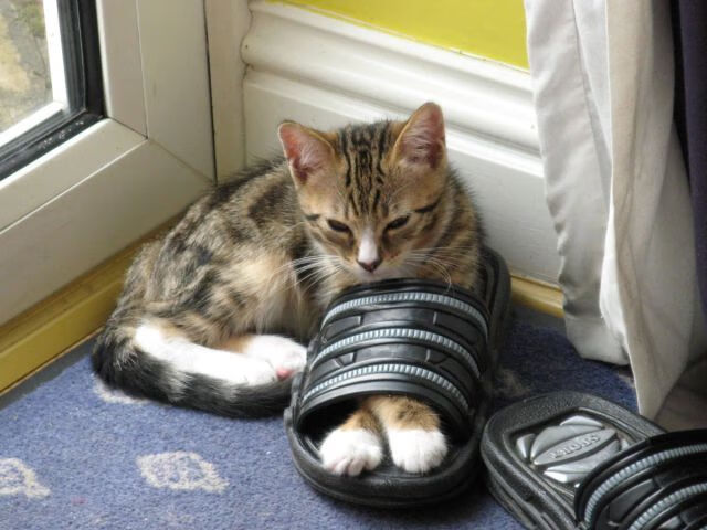 见证无解一夜，当奥运之门在米切尔面前轰然关闭