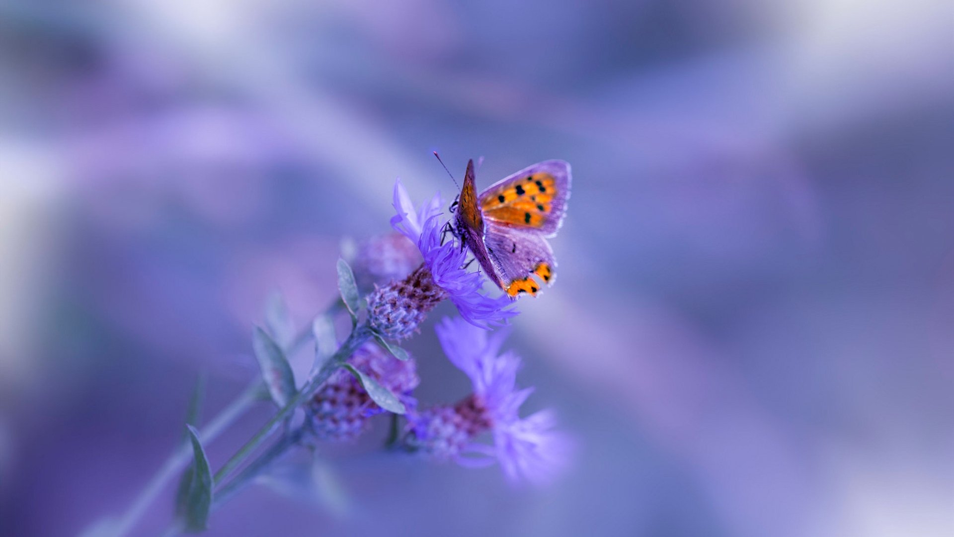 爱游戏娱乐-塞维利亚的安达卢西亚歌剧，与来自希腊神话的诘问，阿坎吉如何在压力之巅完成英雄式爆发？