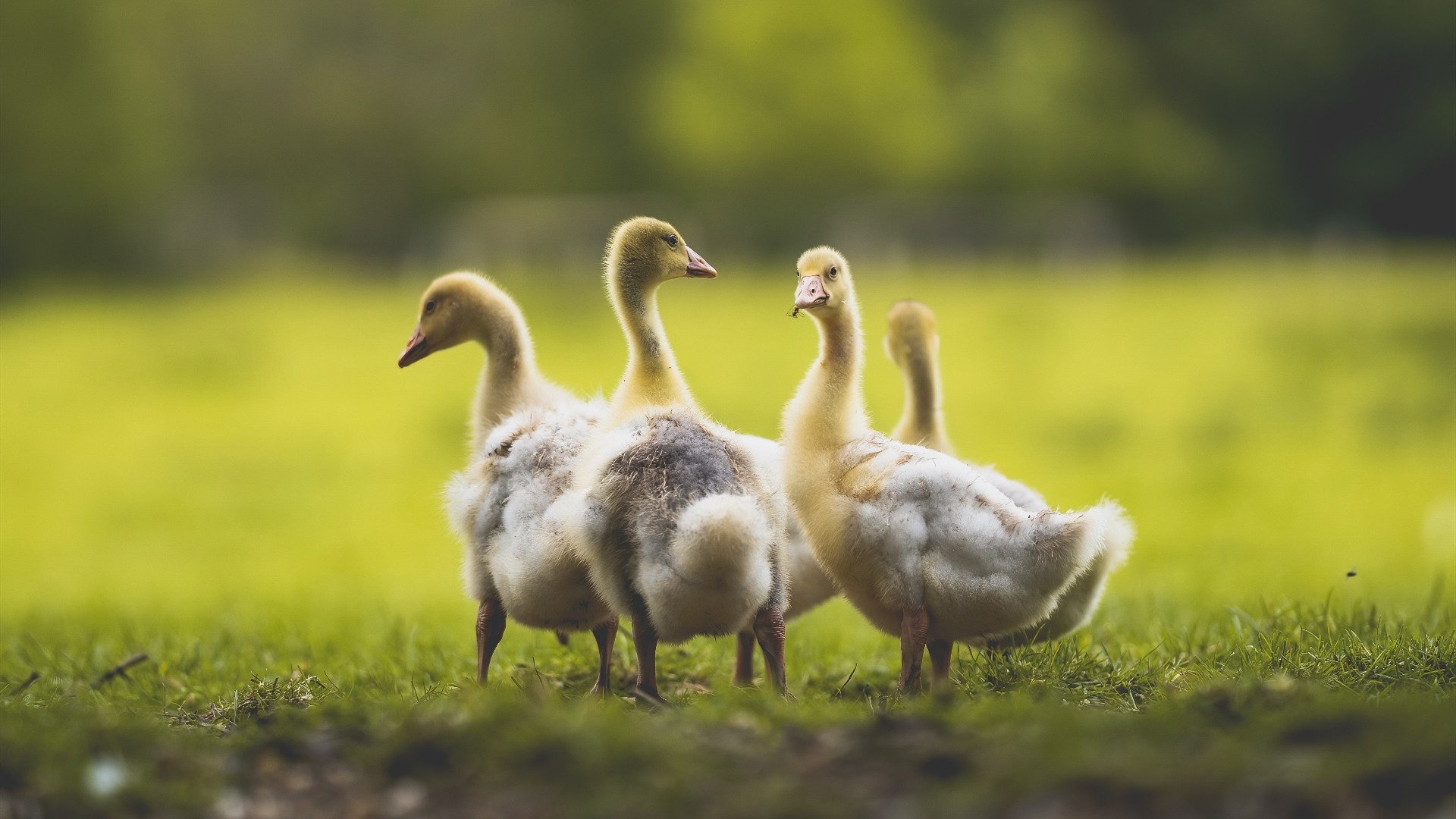 墨色风暴，贝恩的银箭如何洞穿鹈鹕的希望