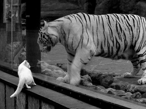 唯一性，深圳队对阵骑士的季前赛纪实