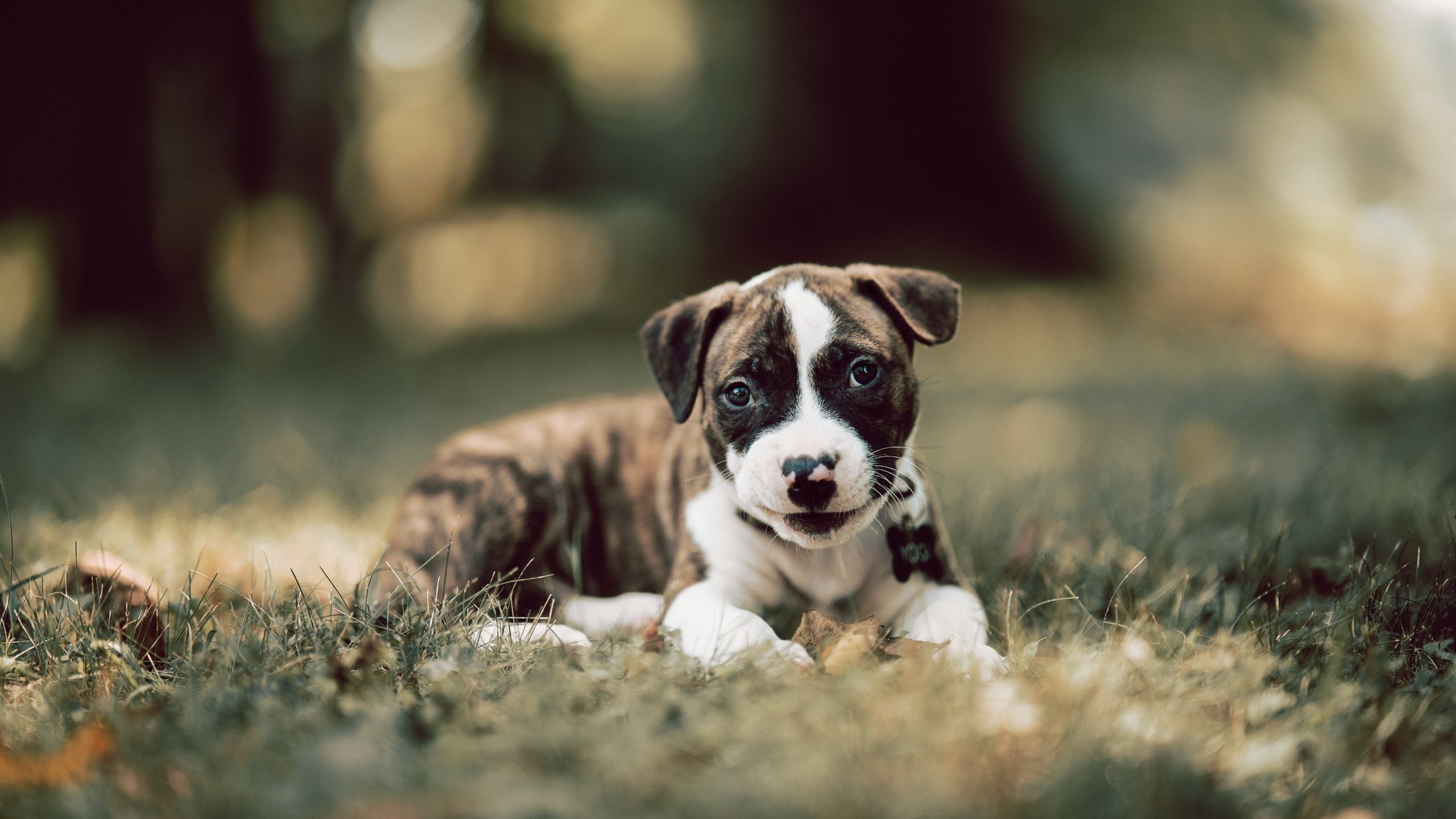 爱游戏-钢铁交响乐与灵光独奏，澳大利亚的完胜方程式与特奥的制胜魔术