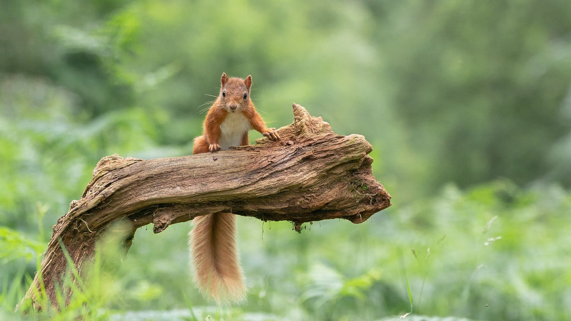 当日本巴萨遇见中卫后腰，瓜迪奥拉足球哲学的两条平行证明
