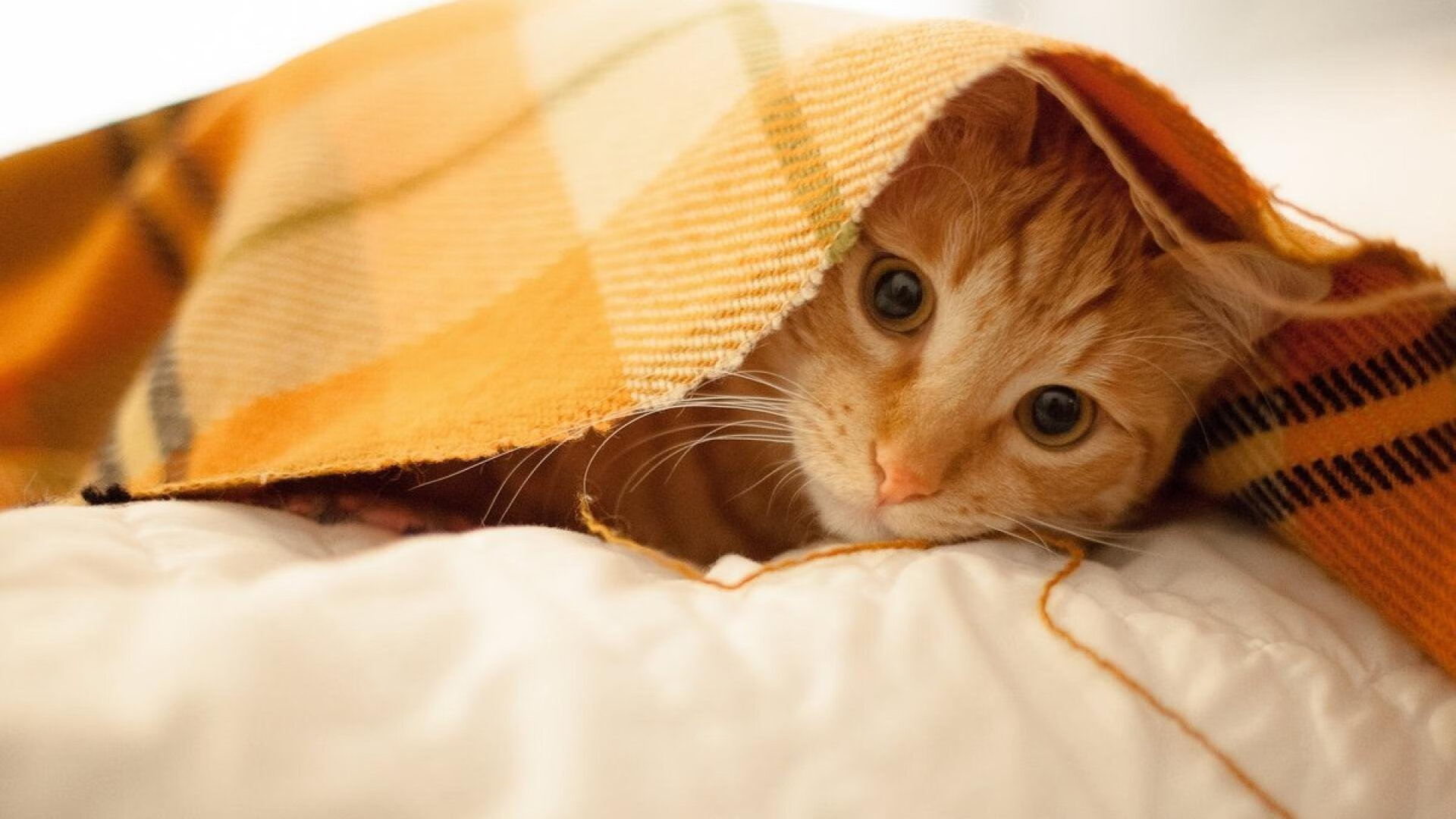 唯一性之战,黄蜂压哨绝杀火箭,改写季后赛命运的0.1秒奇迹