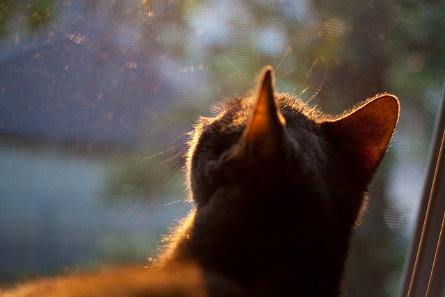 爱游戏官网-苏亚雷斯的多特蒙德新蓝图，卡塔尔财团收购背后的体育哲学革命