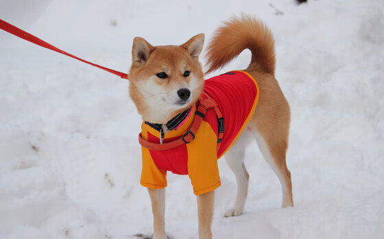 翻盘与接管，体育唯一性的双重奏
