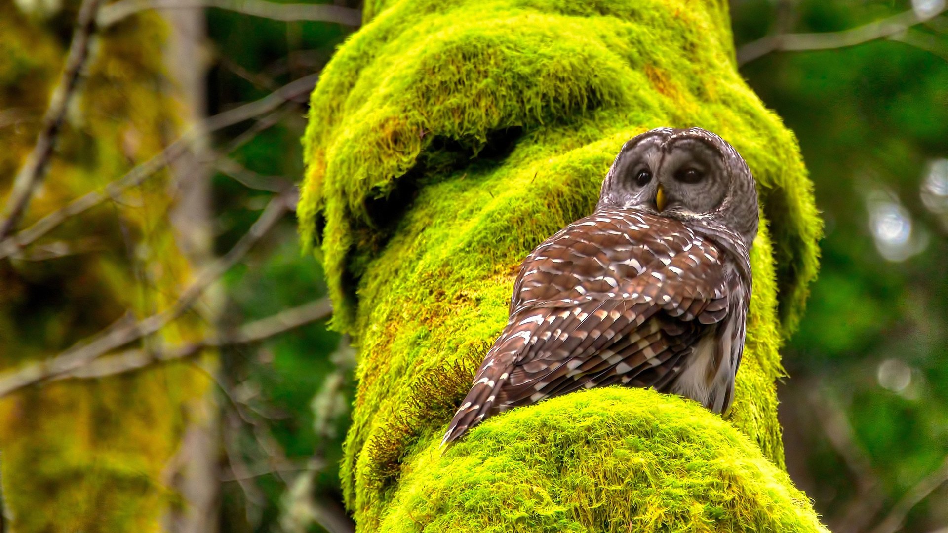 欧冠淘汰赛焦点战，曼城战术风暴直击突尼斯风格防守