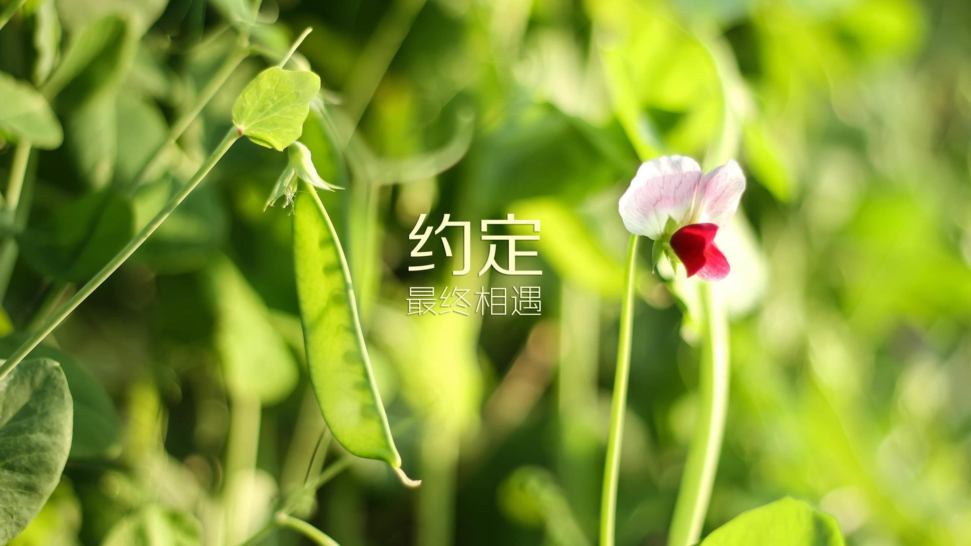 2026世界杯B组生死战，喀麦隆雄狮怒吼完胜厄瓜多尔，凯恩绝境带队力挽狂澜