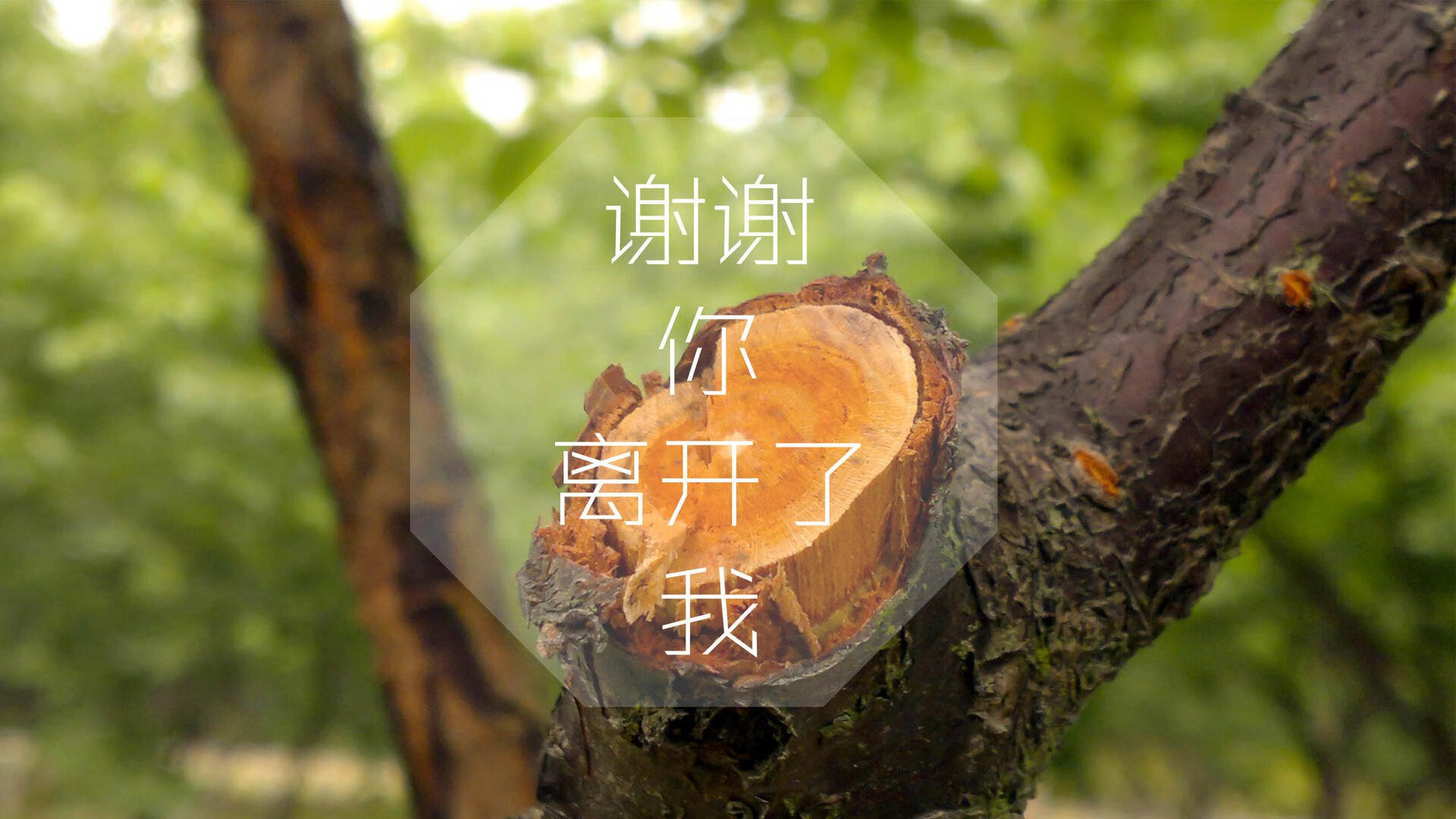 沙漠雄狮撕裂南美铁骑,2026世界杯A组,摩洛哥用意志写就的唯一史诗